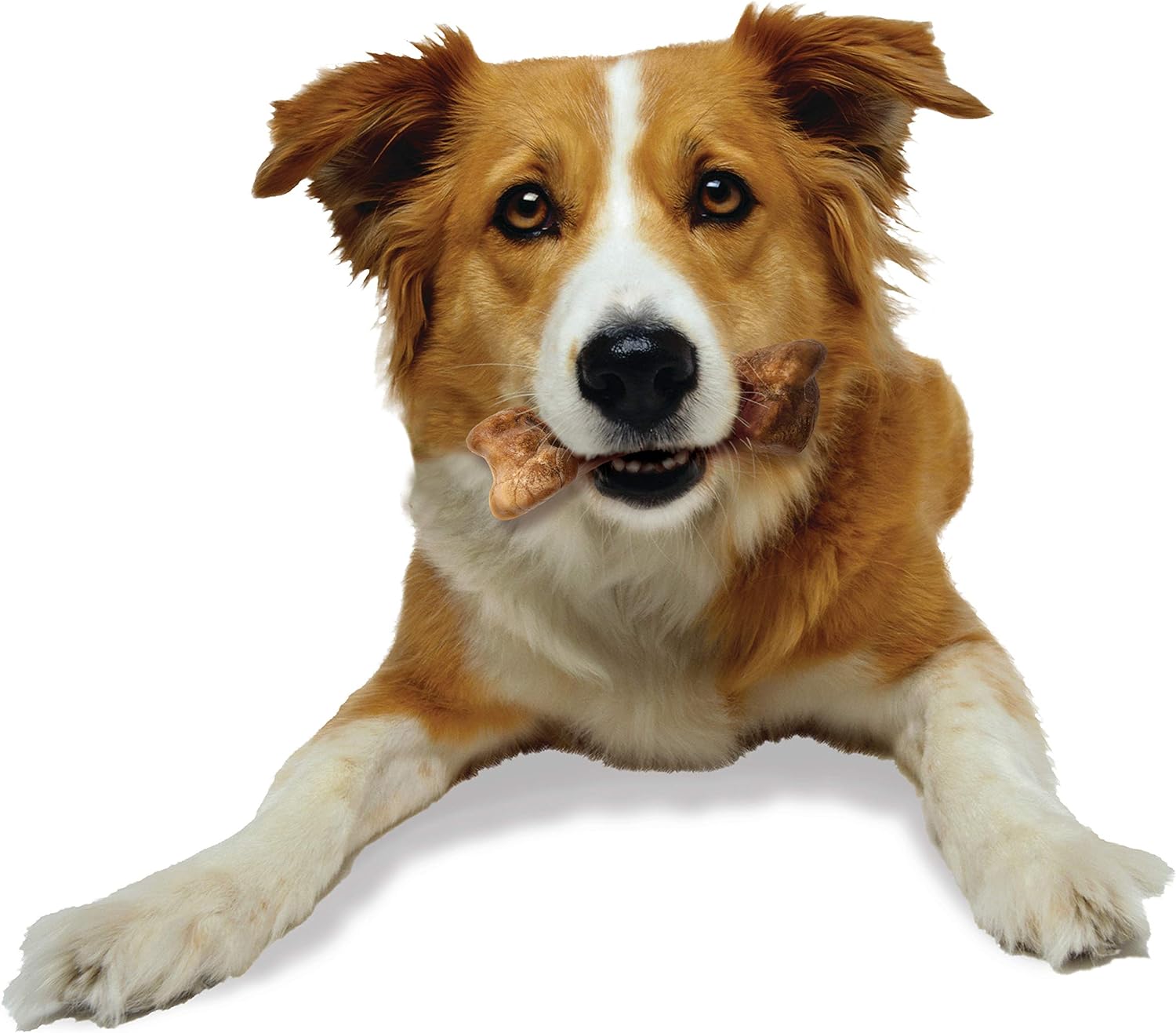 Nylabone Healthy Edibles WILD Natural Long-Lasting Dog Treats - Dog Bone Treats - Bison Flavor, Medium (2 Count)