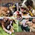 Carllg Dog Chew Toys Review