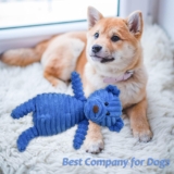 5Pack Dog Squeaky Plush Toys Review